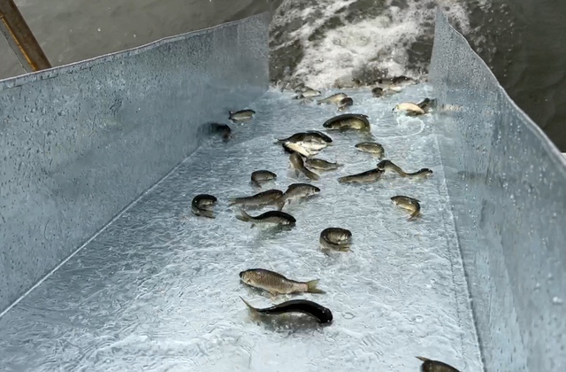 Thả 374.000 con giống cá, tôm xuống sông Sài Gòn trong ngày truyền thống ngành thủy sản - Ảnh 4.