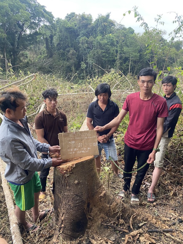 Lâm Đồng: Dựng hiện trường vụ phá rừng, bắt giam 6 người liên quan - Ảnh 1.