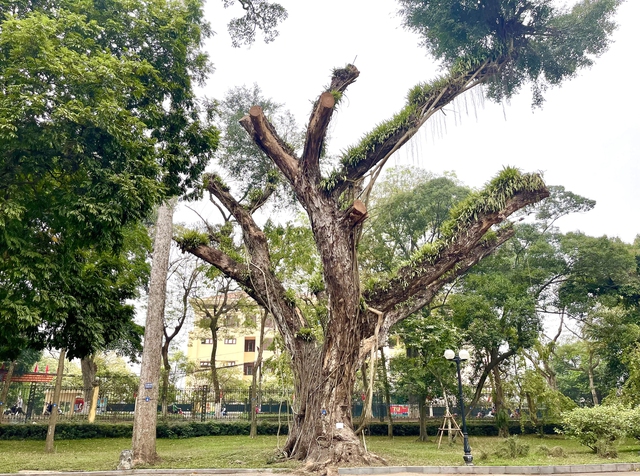 Hàng loạt cây cổ thụ có tuổi đời trăm năm chết khô ở công viên Bách Thảo - Ảnh 3.
