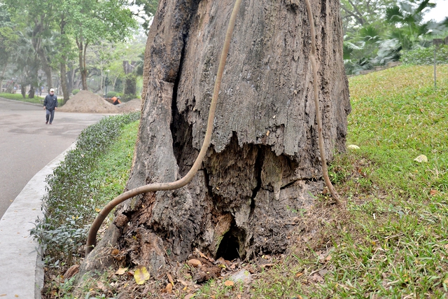 Hàng loạt cây cổ thụ có tuổi đời trăm năm chết khô ở công viên Bách Thảo - Ảnh 6.
