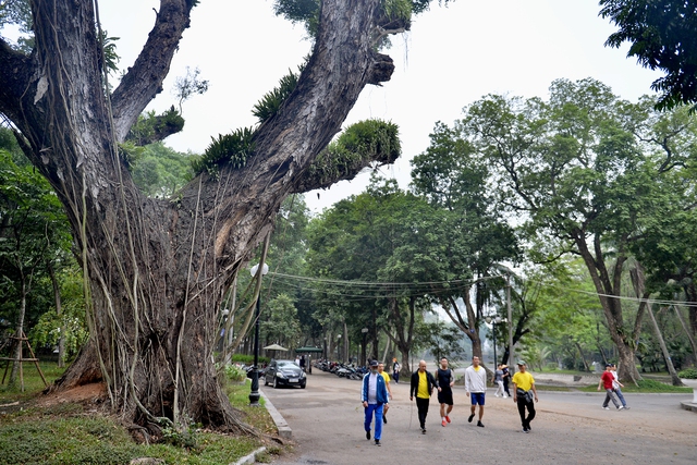 Hàng loạt cây cổ thụ có tuổi đời trăm năm chết khô ở công viên Bách Thảo - Ảnh 1.
