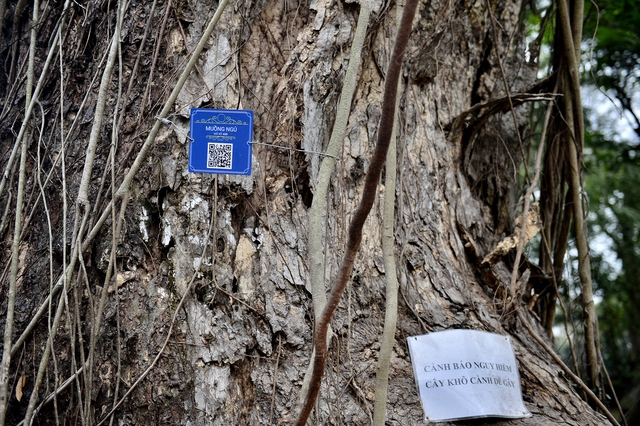 Hàng loạt cây cổ thụ có tuổi đời trăm năm chết khô ở công viên Bách Thảo - Ảnh 4.