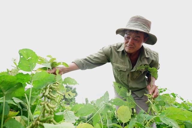 Nông dân Tây Nguyên trồng đậu nành giống mới cho năng suất cao gấp đôi - Ảnh 1.