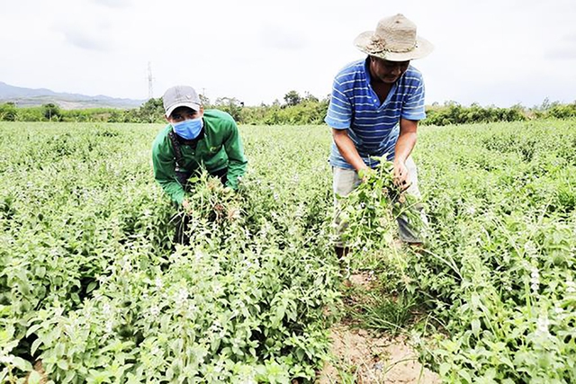 Hector - Lavite: Hành trình nâng tầm thương hiệu Việt vươn tầm quốc tế - Ảnh 2.