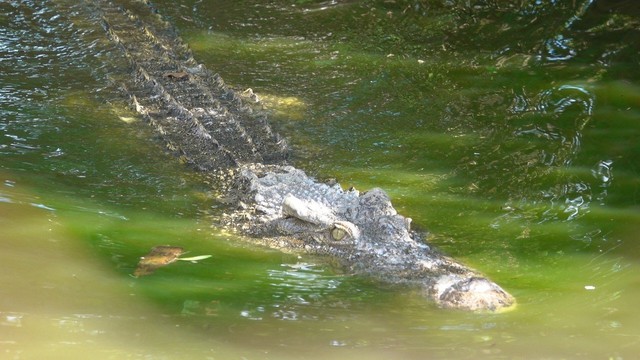 Cận cảnh cá sấu nặng hơn 200 kg được nuôi dưỡng tại Lung Ngọc Hoàng - Ảnh 1.
