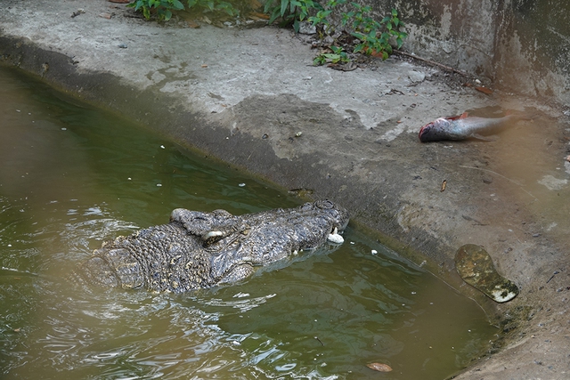 Cận cảnh cá sấu nặng hơn 200 kg được nuôi dưỡng tại Lung Ngọc Hoàng - Ảnh 2.