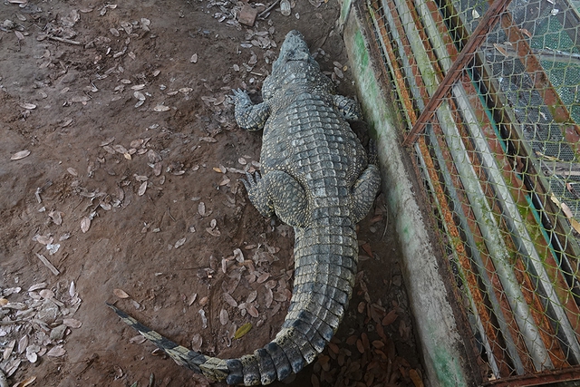 Cận cảnh cá sấu nặng hơn 200 kg được nuôi dưỡng tại Lung Ngọc Hoàng - Ảnh 4.