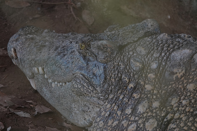Cận cảnh cá sấu nặng hơn 200 kg được nuôi dưỡng tại Lung Ngọc Hoàng - Ảnh 5.