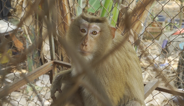 TP.HCM: Kiểm lâm tiếp nhận khỉ 7,5 kg quý hiếm từ người dân đưa về cứu hộ - Ảnh 1.