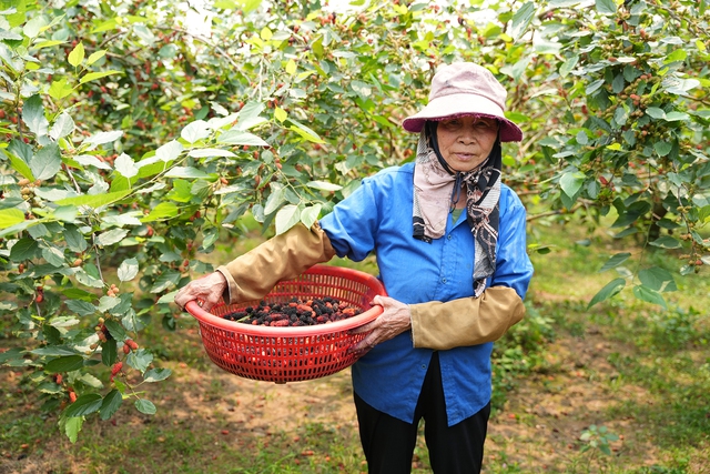 Giá dâu tằm tăng cao vì 'cháy hàng' sau mất mùa - Ảnh 1.