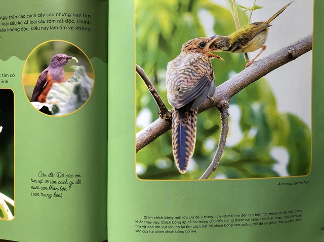Những cánh chim hoang dã - độc đáo sách ảnh với 45 loài chim đẹp Việt Nam - Ảnh 4.