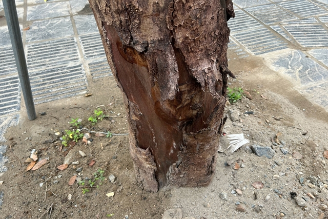Hà Nội: Hàng loạt cây xanh chết khô trên đường 340 tỉ đồng vừa thông xe - Ảnh 5.