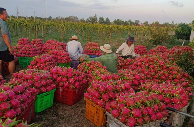 Thanh long, mít Thái rớt giá, ớt vẫn hút hàng - Ảnh 2. Thanh long, mít Thái rớt giá, ớt vẫn hút hàng - Ảnh 2.