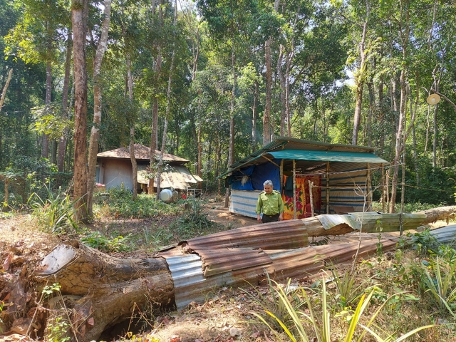 Kon Tum: Cưa gỗ trắc để bảo quản, chủ rừng bị 'tuýt còi' - Ảnh 1.