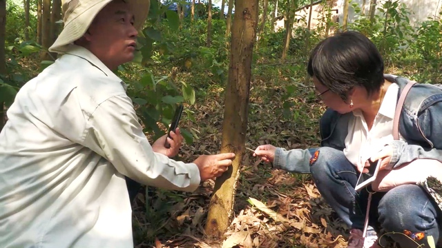 Quảng Ngãi: Hơn 8.000 ha cây keo chết do bị nhiễm nấm - Ảnh 3.