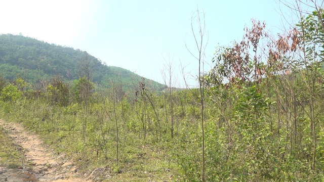 Quảng Ngãi: Hơn 8.000 ha cây keo chết do bị nhiễm nấm - Ảnh 1.