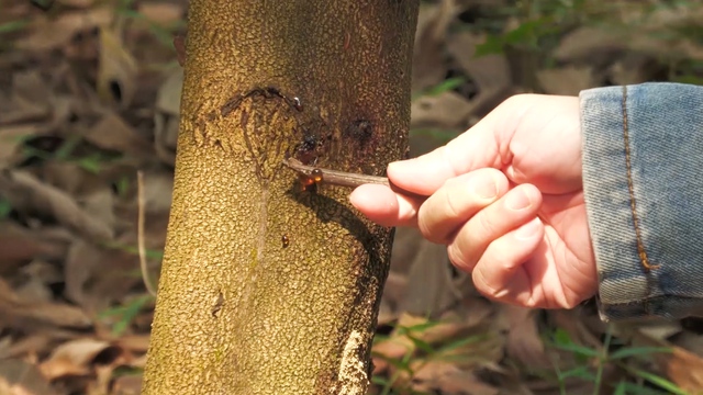Quảng Ngãi: Hơn 8.000 ha cây keo chết do bị nhiễm nấm - Ảnh 2.