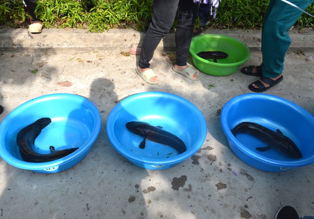 Cà Mau: Con cá lóc đạt giải nhất cuộc thi cá lóc lớn nhất nặng gần 3kg  - Ảnh 3.