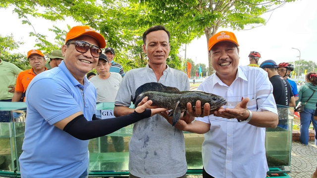 Cà Mau: Con cá lóc đạt giải nhất cuộc thi cá lóc lớn nhất nặng gần 3kg  - Ảnh 1.