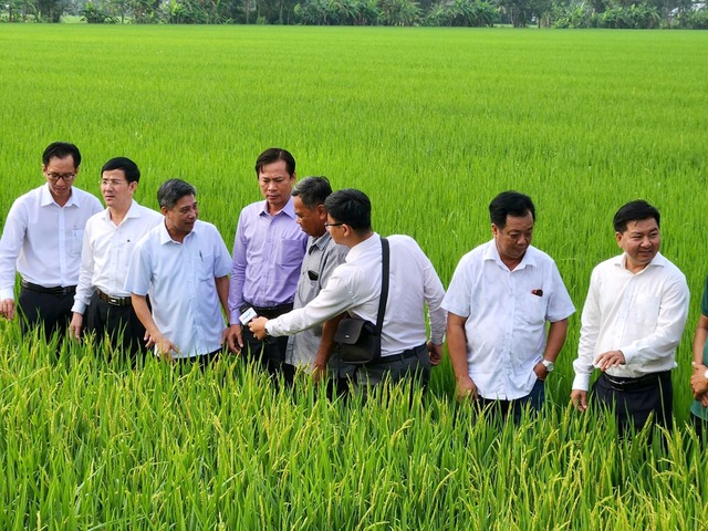 Lãnh đạo các cấp tham quan mô hình sản xuất lúa ở H.Vị Thủy