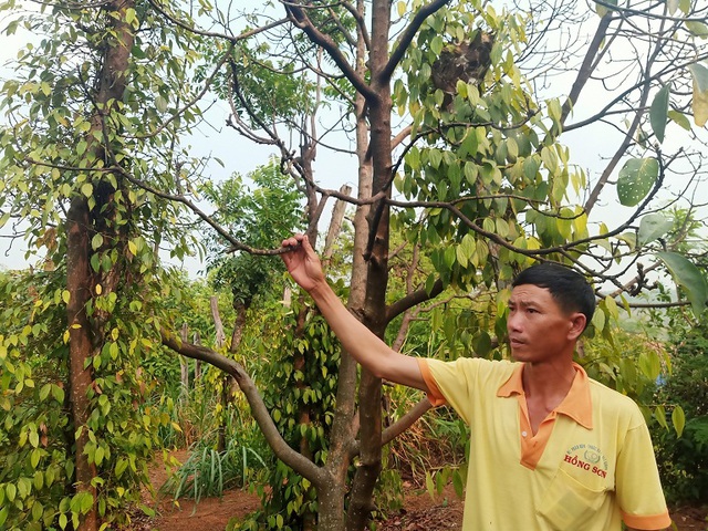 Nhà nông khốn đốn vì hàng trăm lò than cạnh vườn rẫy - Ảnh 2.