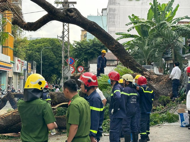 Cây xanh trong trường bật gốc, 5 người bị thương - Ảnh 1.