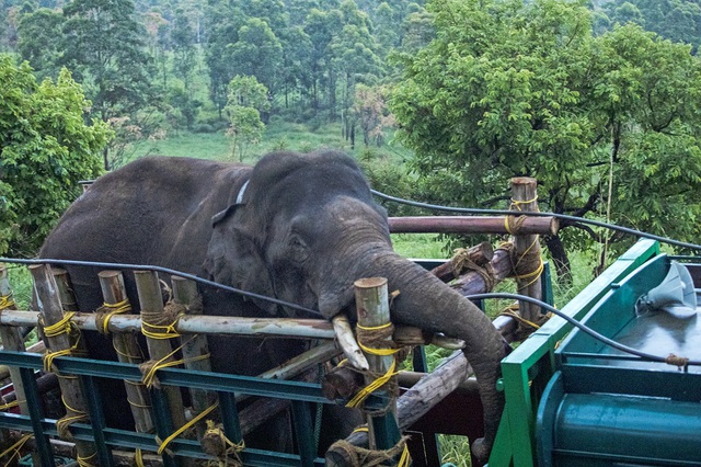 Ấn Độ bắt con voi khét tiếng 'cuồng gạo' đã giết chết 6 người - Ảnh 1.