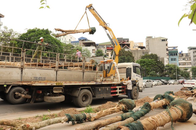 Hà Nội thay thế hàng cây chết khô trên đường hơn 340 tỉ đồng vừa thông xe - Ảnh 2.