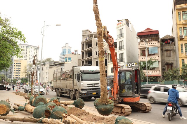 Hà Nội thay thế hàng cây chết khô trên đường hơn 340 tỉ đồng vừa thông xe - Ảnh 3.