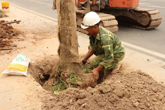 Hà Nội thay thế hàng cây chết khô trên đường hơn 340 tỉ đồng vừa thông xe - Ảnh 5.