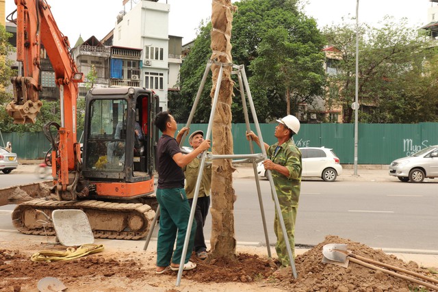 Hà Nội thay thế hàng cây chết khô trên đường hơn 340 tỉ đồng vừa thông xe - Ảnh 6.
