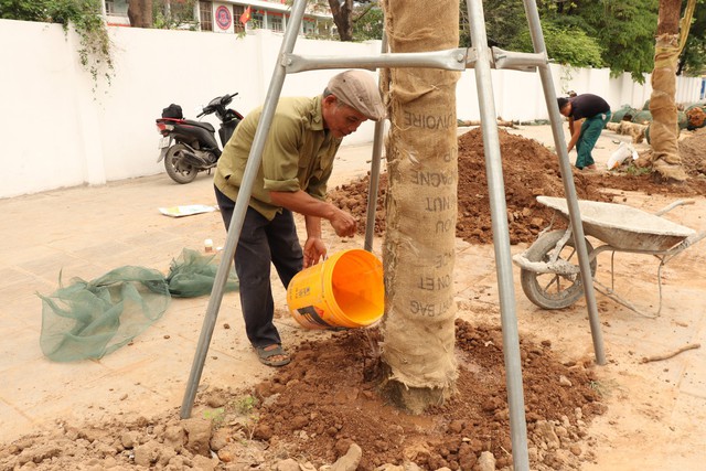 Hà Nội thay thế hàng cây chết khô trên đường hơn 340 tỉ đồng vừa thông xe - Ảnh 7.
