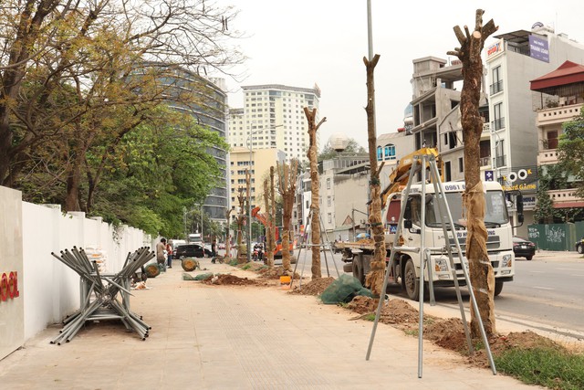 Hà Nội thay thế hàng cây chết khô trên đường hơn 340 tỉ đồng vừa thông xe - Ảnh 1.