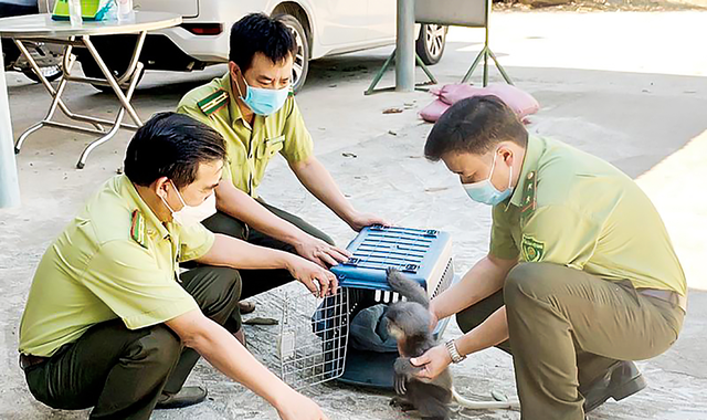 'Vương quốc' khỉ ở Ba Tơ - Ảnh 4.