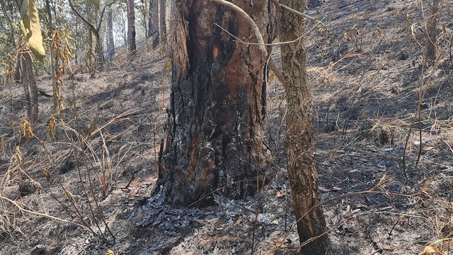 Đà Lạt: Vác từng can nước lên đồi cao chữa cháy rừng khu vực đèo Prenn - Ảnh 6.