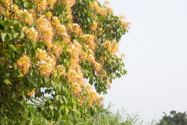 Dịu dàng hoa bún tháng ba bên dòng Kiến Giang lung linh, thơ mộng - Ảnh 1.