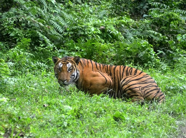 Thủ tướng Ấn Độ Narendra Modi tự hào về số lượng hổ hoang dã - Ảnh 2.