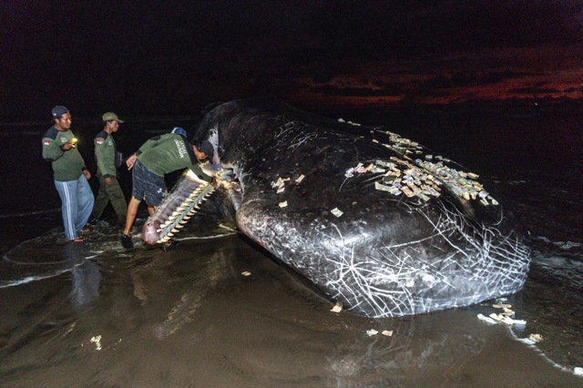 Liên tiếp cá voi khổng lồ dạt chết trên bãi biển Bali - Ảnh 1.