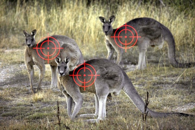 Úc được khuyến cáo nên diệt bớt kangaroo nếu không muốn chúng chết đói - Ảnh 1.