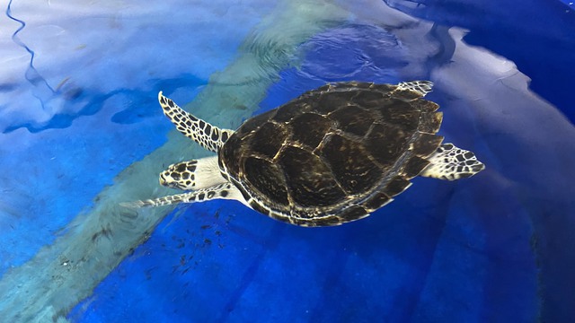 Gần 1 năm “nằm viện”, rùa biển hơn 12 kg được thả về tự nhiên - Ảnh 1.