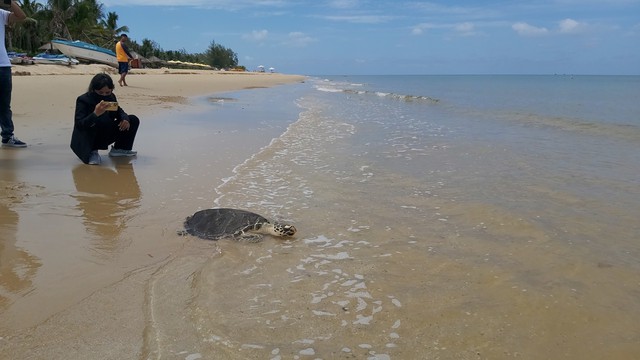 Gần 1 năm “nằm viện”, rùa biển hơn 12 kg được thả về tự nhiên - Ảnh 3.