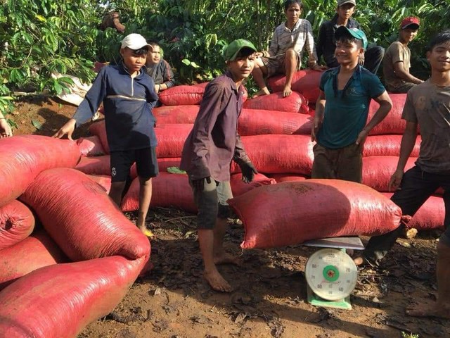 Cà phê, hồ tiêu đồng loạt tăng giá mạnh  - Ảnh 1.