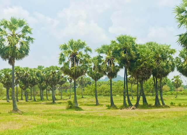 Cô gái Khmer đưa mật thốt nốt sang trời Âu - Ảnh 2.