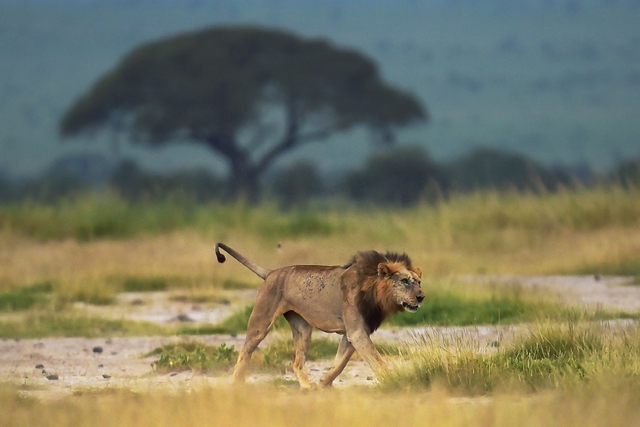 10 con sư tử bị giết chỉ trong một tuần ở Kenya - Ảnh 1.