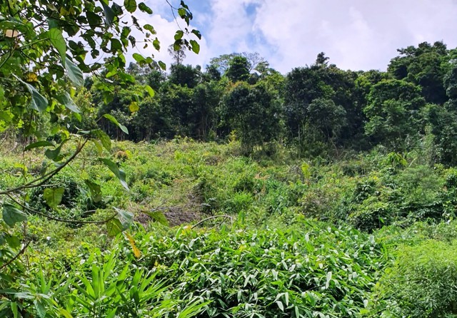 Làm rõ nghi vấn hổ xuất hiện ở vườn cao su sát rừng ở Lâm Đồng - Ảnh 1.