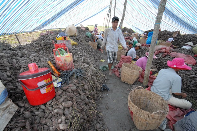 Mở cửa thị trường Trung Quốc, giá khoai lang tăng gấp đôi - Ảnh 1.