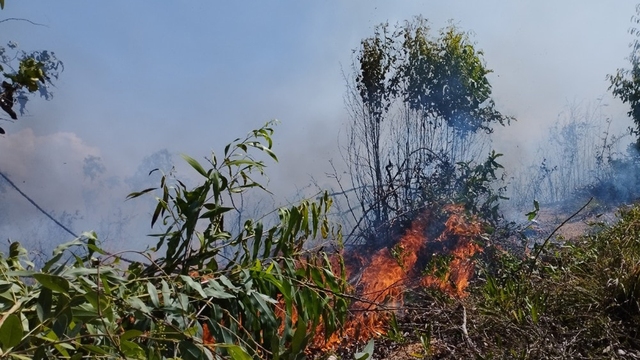 Cháy rừng trồng tại núi Kỳ Sơn