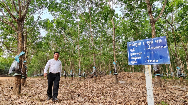 Ông Lê Văn Lâm, Tổng giám đốc Công ty CP cao su Đồng Nai - Kratie kiểm tra vườn cao su đang thời kỳ thu hoạch mủ