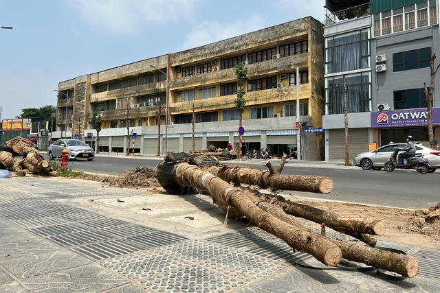 Tiếp tục thay thế 65 cây chết khô trên đường Huỳnh Thúc Kháng kéo dài - Ảnh 1.