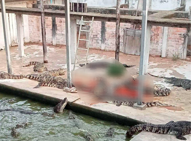 Chủ tịch hiệp hội cá sấu tại Campuchia bị cá sấu nhà nuôi cắn chết - Ảnh 2.